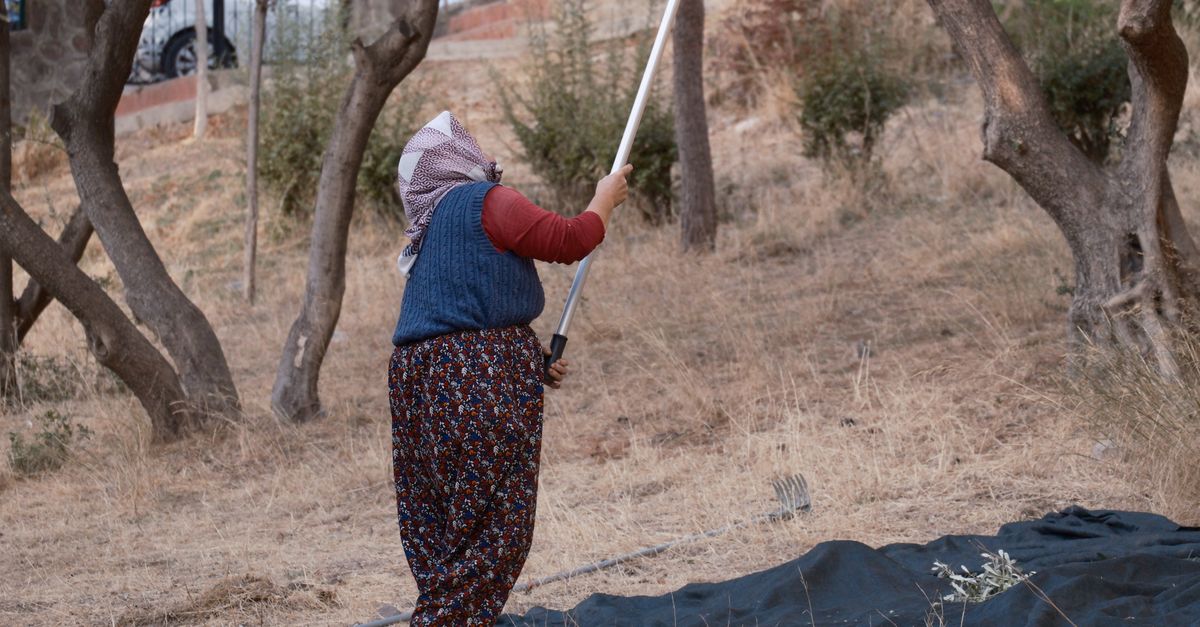 Zeytin hasat makinesi